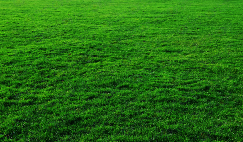Green Grass color background
