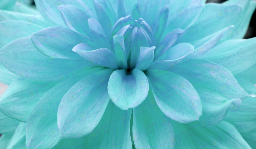 Single blue chrysanthemum flower on black color background