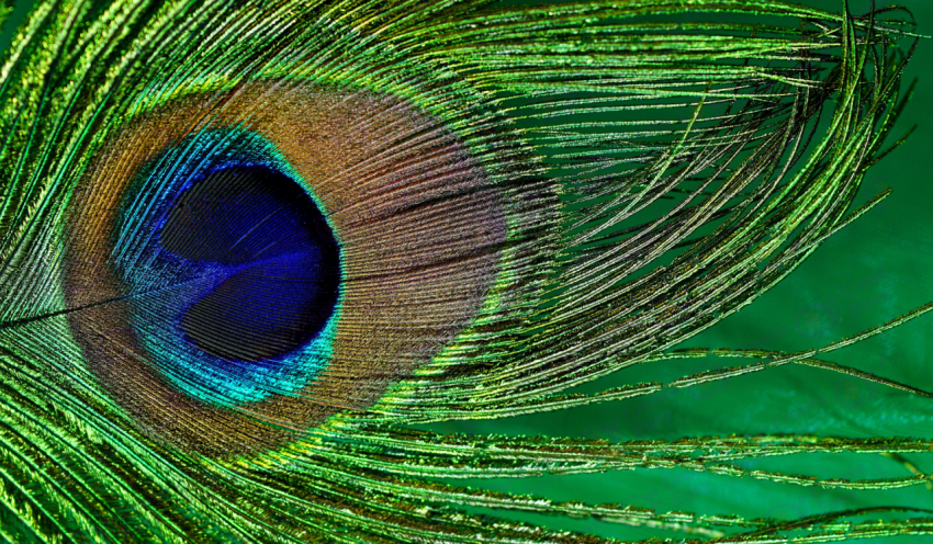 Peacock Feather Macro color texture background