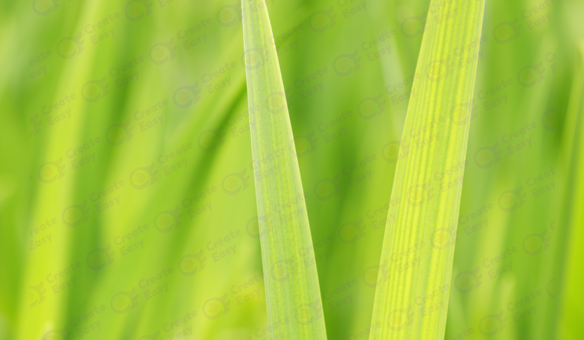 Growth Grass Leaf color texture background