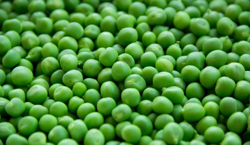 Pea color texture background
