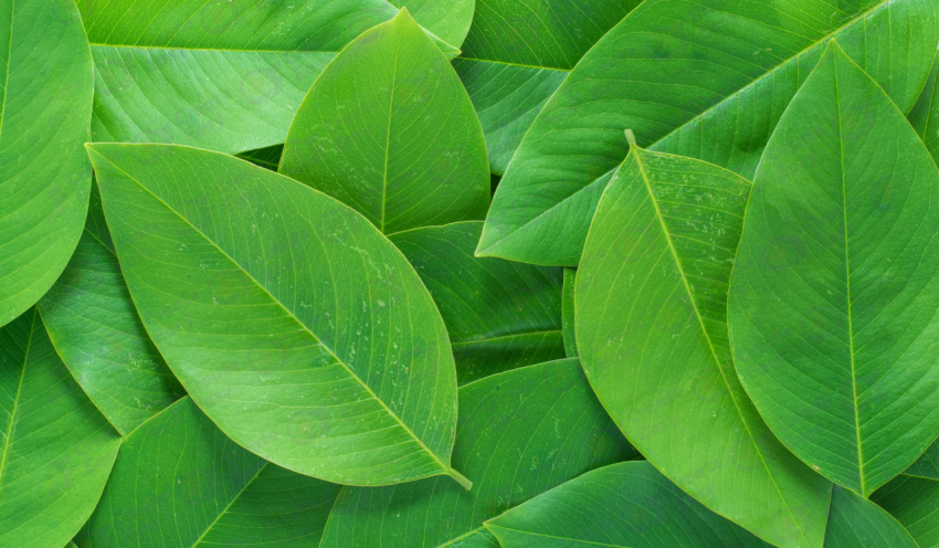 Pterocarpus macrocarpus color texture background
