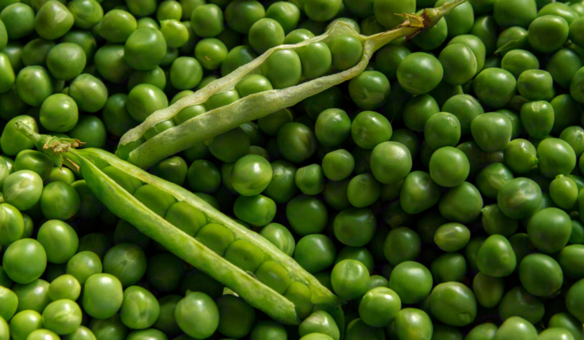 Pea color texture background