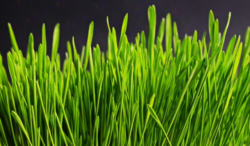Wheatgrass supplement color texture background