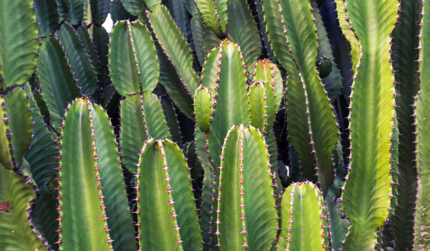 Euphorbia canariensis color texture background