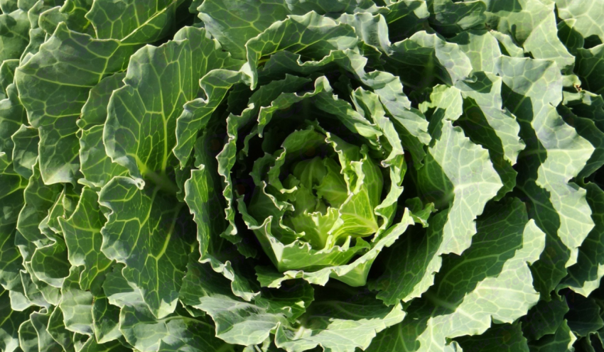 Cabbage color texture background
