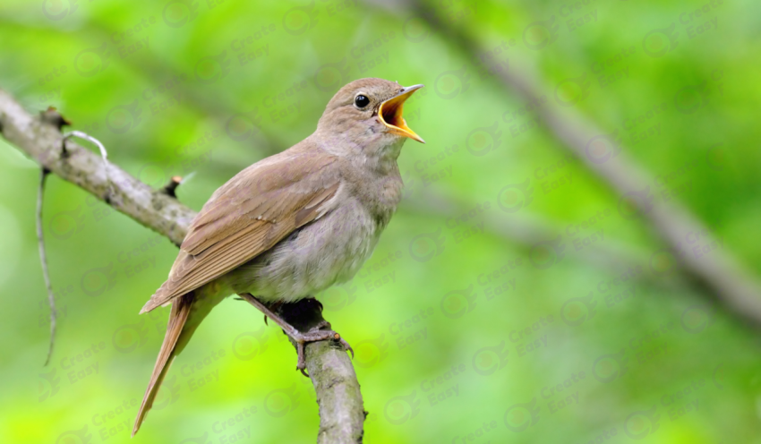 Common nightingale color texture background