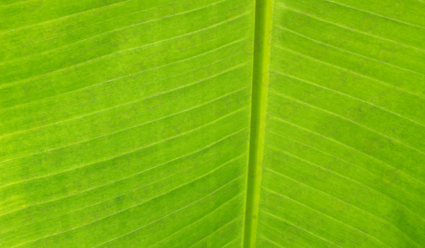 Banana leaf color texture background