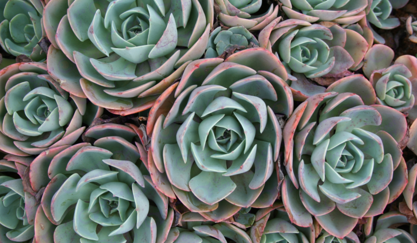 Echeveria elegans color background