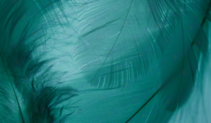 Green feather texture background