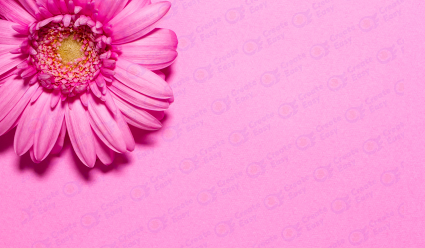 Barberton daisy color texture background