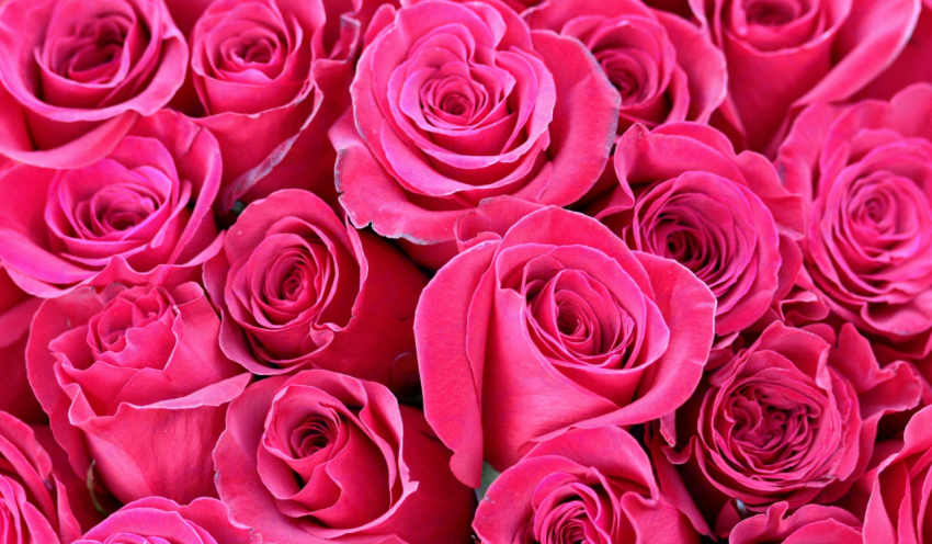 Garden roses color texture background