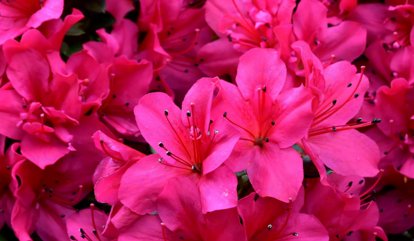 Azalea flower color texture background