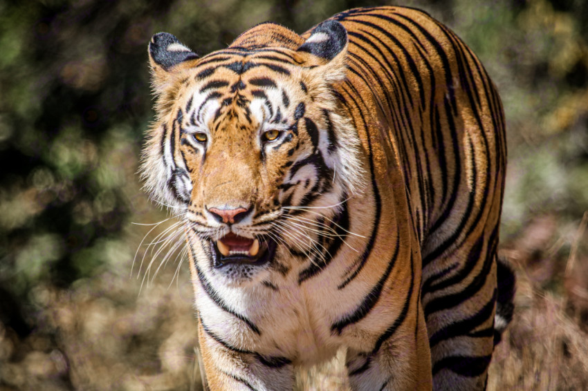 Closeup shot of an adult tiger in the wild with a blurred background