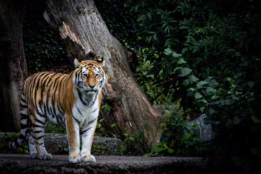 Majestic tiger standing in front of a large tree trunk with dense foliage in the background