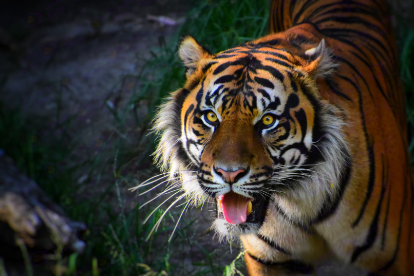 tiger looking in to the camera