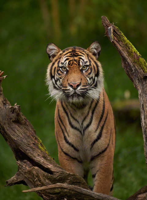 Bengal tiger looking at me