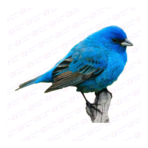 Blue Bird