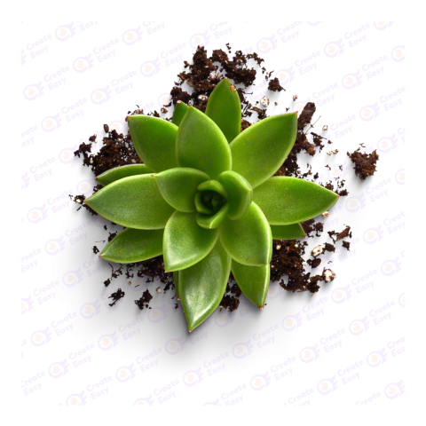 Echeveria agavoides createeasy png