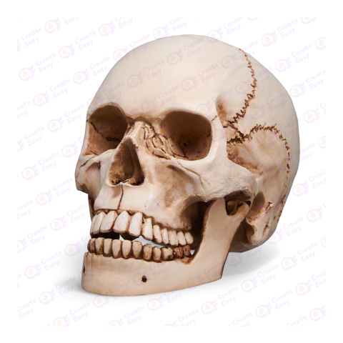 Human skull createeasy png