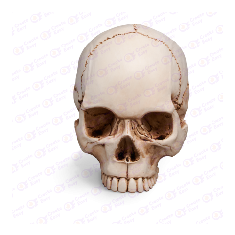 skull front view createeasy png