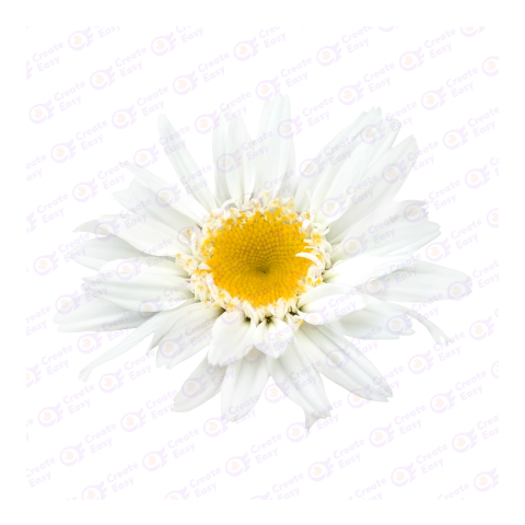 white flower createeasy png