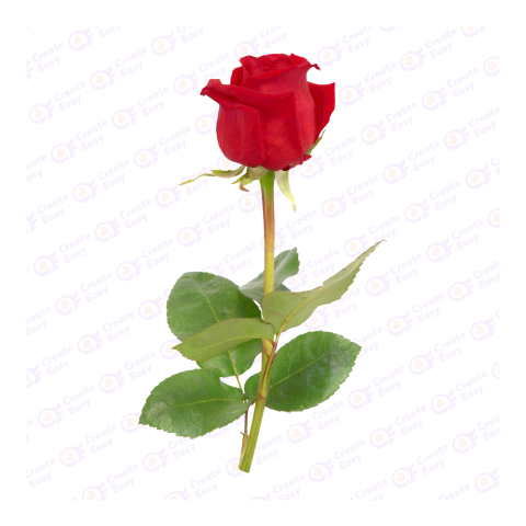 Rose with stem createeasy png