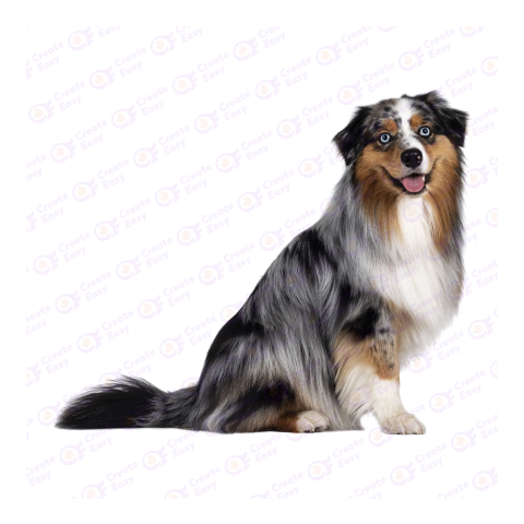 Australian Shepherd png image