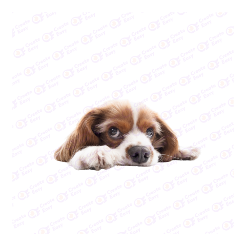King Charles Spaniel png image