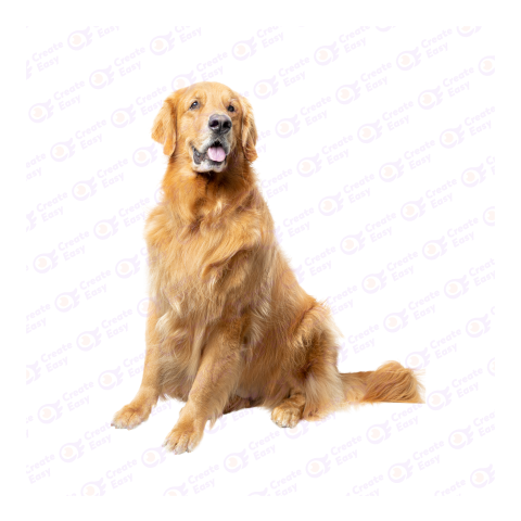 Golden Retriever png image