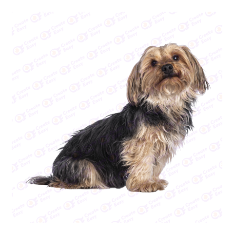 Yorkshire Terrier png image