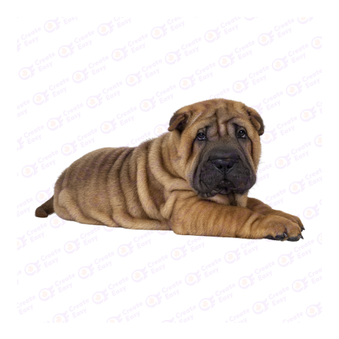 Shar Pei png image