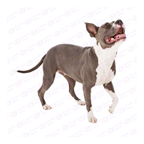 Pit bull png image