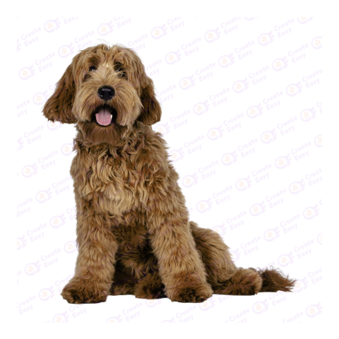 Labradoodle png image