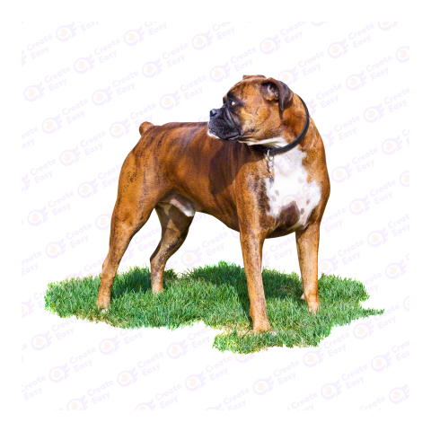 Boxer png image