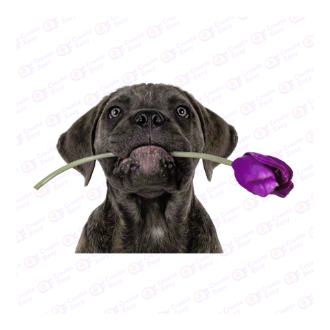 Cane corso dog png image