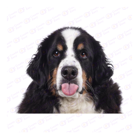 Bernese Mountain Dog png image