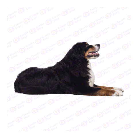 Bernese Mountain dog png image