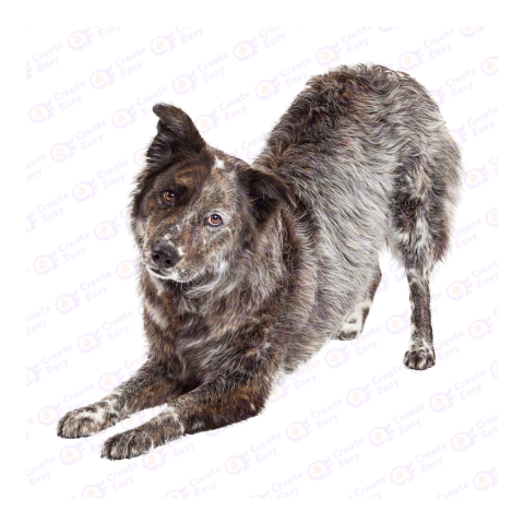 Australian Cattle Dog png image