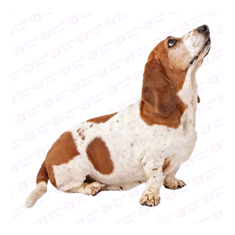 Basset Hound png image