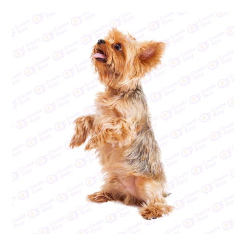 Yorkshire Terrier png image