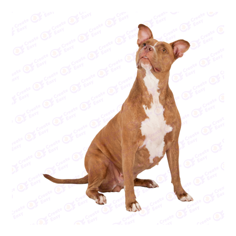 Pit bull dog png image