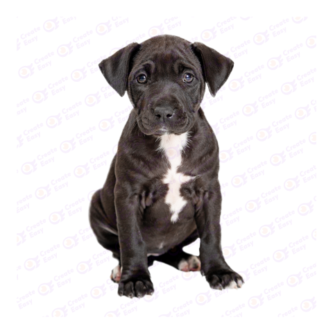 Staffordshire Bull Terrier png image