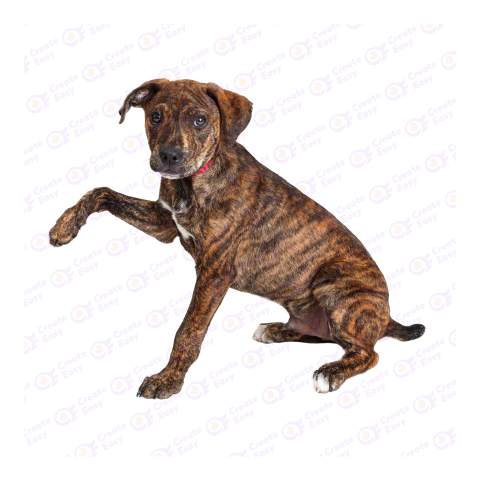 Plott Hound dog png image
