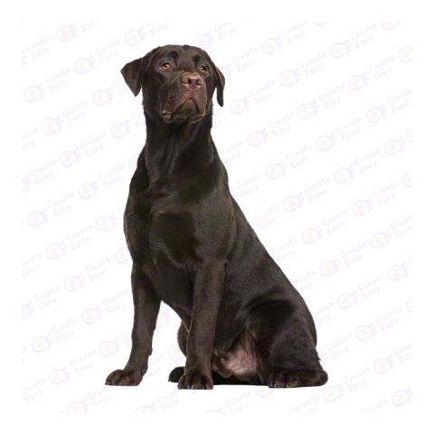 Labrador Retriever dog png image