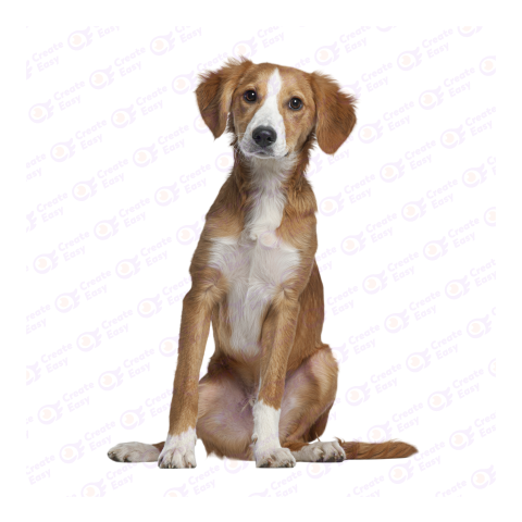 Austrian Pinscher png image