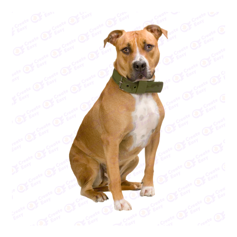 Pit bull png image