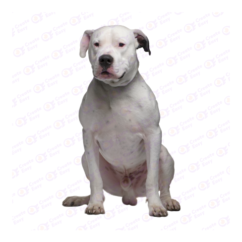 Pit bull png image