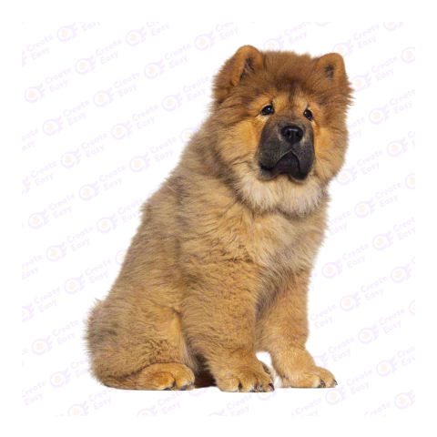 Chow Chow png image