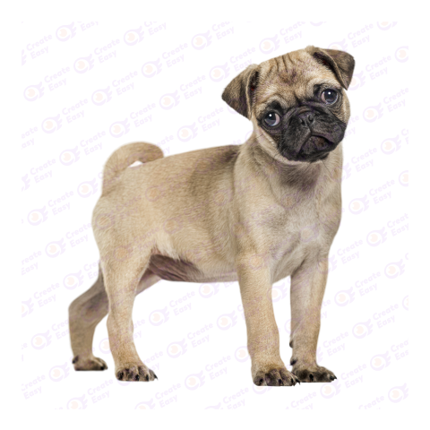 Pug png image